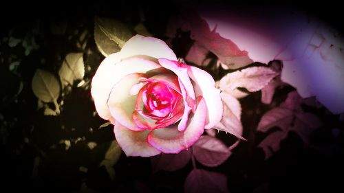 Close-up of pink rose blooming outdoors