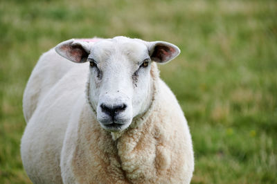 By this animal portrait a  sheep is looking directly in the lens of the camera