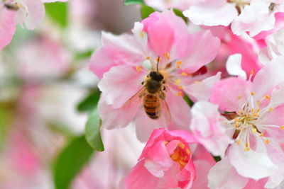 Close-up of bee pollinating on pink flower