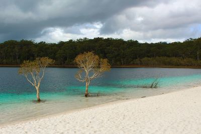 Trees at beach against cloudy sky