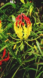 Close-up of red flowering plant on field