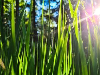 Close-up of bamboo plants on sunny day