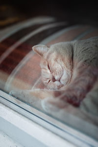 Close-up of a cat sleeping