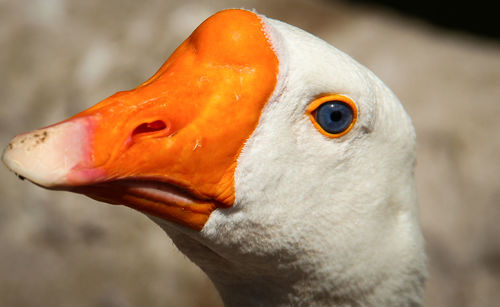 Close-up of goose