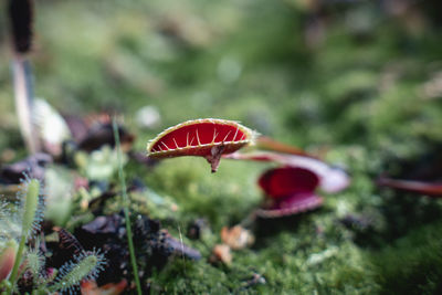 Close-up of mushroom growing on field