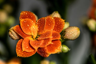 Close-up of wet orange rose flower