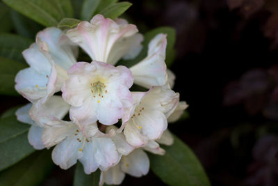 Close-up of white flowers