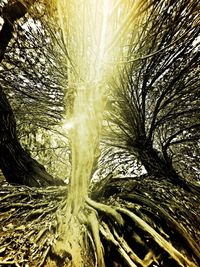 Full frame shot of tree trunk