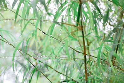 Close-up of raindrops on tree