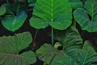 Full frame shot of wet leaves