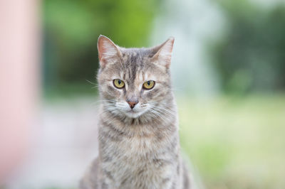 Close-up portrait of cat