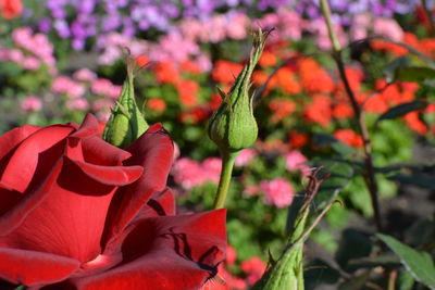 Close-up of red rose flower