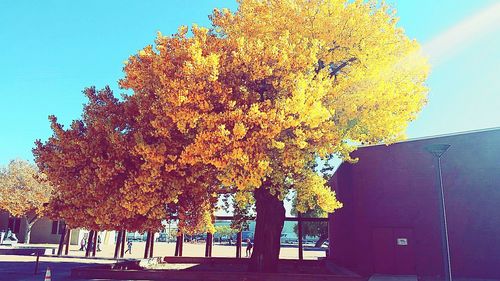 View of tree against sky