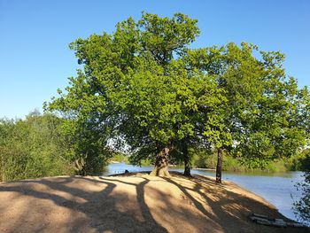 Scenic view of trees against clear blue sky