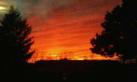 Silhouette of trees at sunset