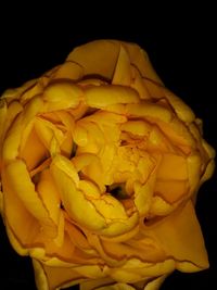 Close-up of yellow rose against black background