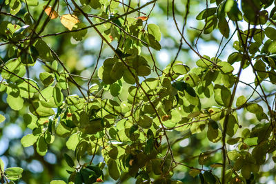 Low angle view of leaves on tree