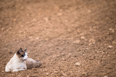 Cat sitting on a field