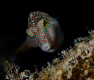 Close-up of fish swimming in sea