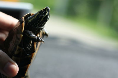 Close-up of hand holding a little turtle