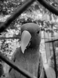 Black n white close up photography of a parrot in a cage