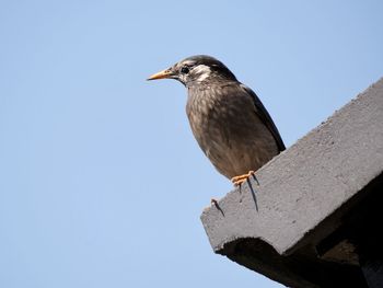 bird