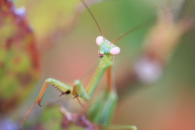 Praying mantis with a surprised expression