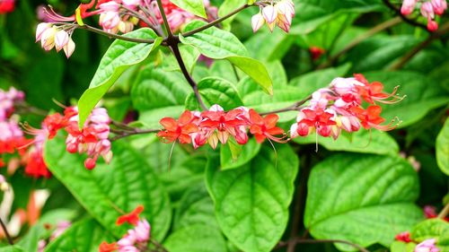 Close-up of red flowers blooming outdoors