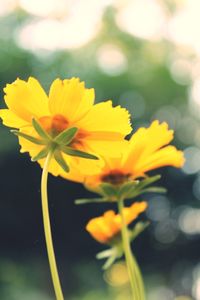 Close-up of yellow flowering plant