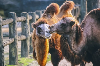 Close-up of animals on field