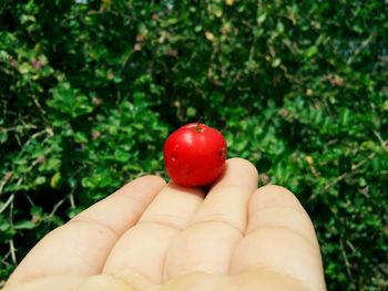 Close-up of hand holding strawberry against trees