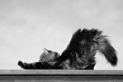 Cat stretching on retaining wall against sky