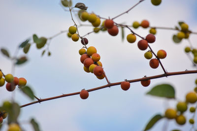 Low angle view of berries growing on tree against sky