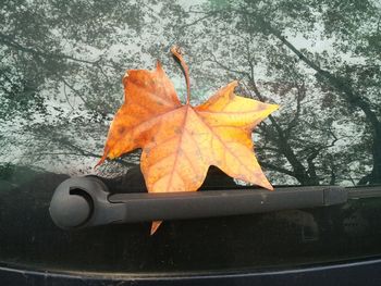 Close-up of maple leaf on tree during autumn