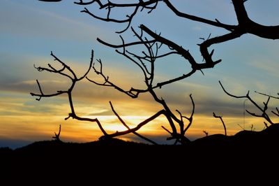 Silhouette of tree at sunset