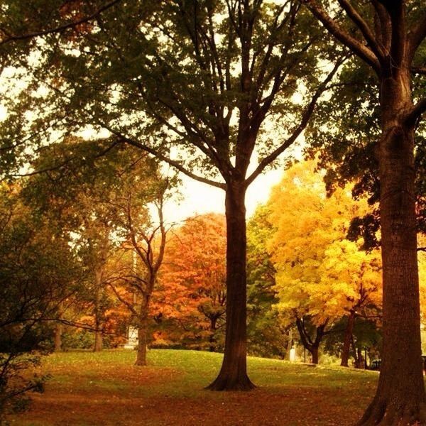 tree, tranquility, autumn, tree trunk, tranquil scene, beauty in nature, branch, nature, growth, scenics, change, grass, landscape, season, park - man made space, field, green color, sky, non-urban scene, day