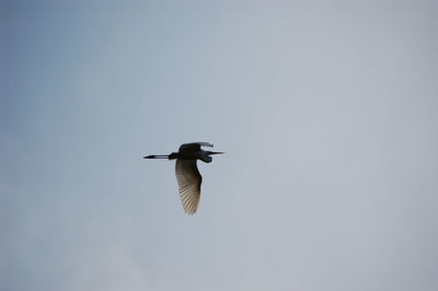 Low angle view of crane flying in sky