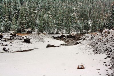 View of dog in winter