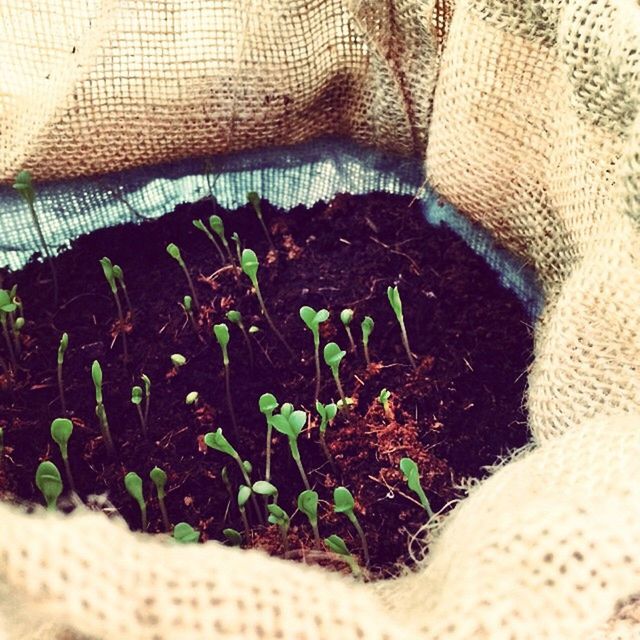 CLOSE-UP OF PLANTS