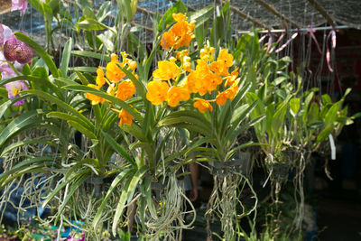 Close-up of yellow flowers