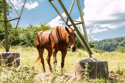 Horse standing in a field