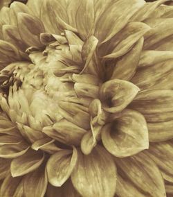 Close-up of flowers