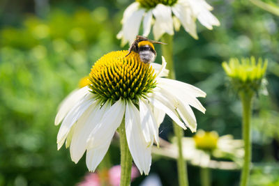 Close-up of bee on flower