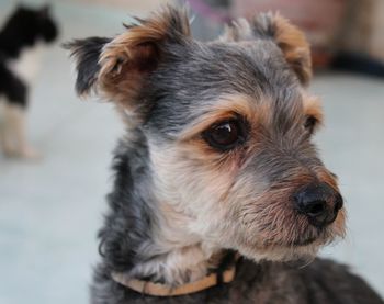 Close-up portrait of dog