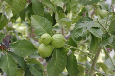 Close-up of leaves