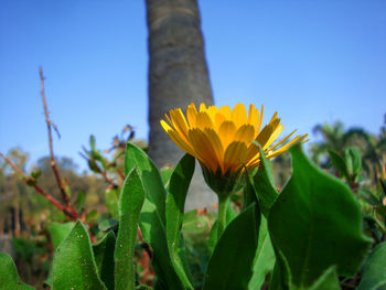 Close-up of yellow flowers blooming against clear sky