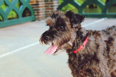 Close-up of dog looking away