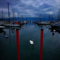 Boats moored at harbor