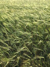 Full frame shot of wheat field