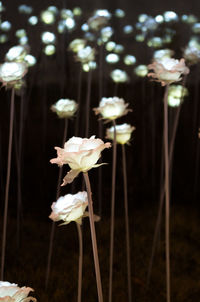 Close-up of flowers against blurred background